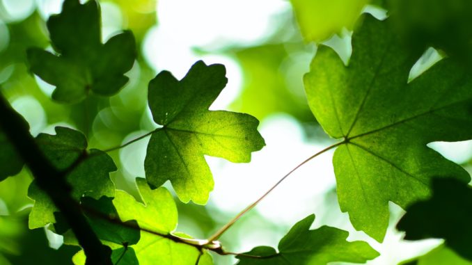 foglie piante