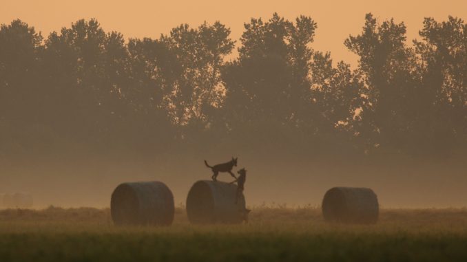 TORRILE Il lupo bella Bassa Buone pratiche per la convivenza 004