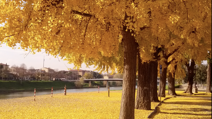 ginko