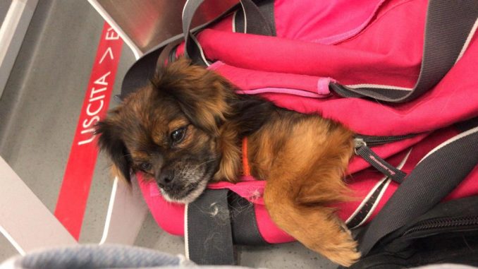 cagnolino PL 2