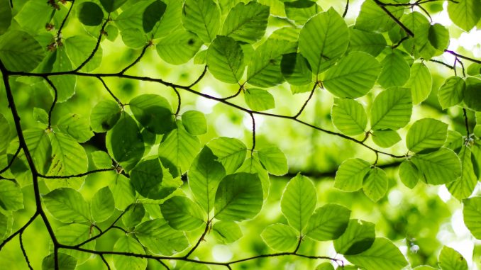 verde