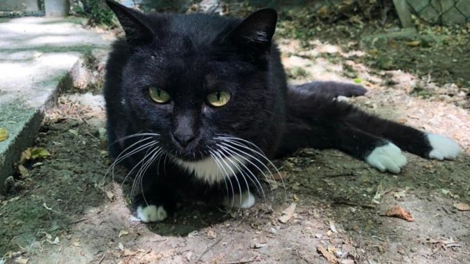 gatto1