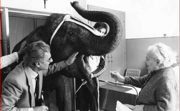 Ferraguti elefante