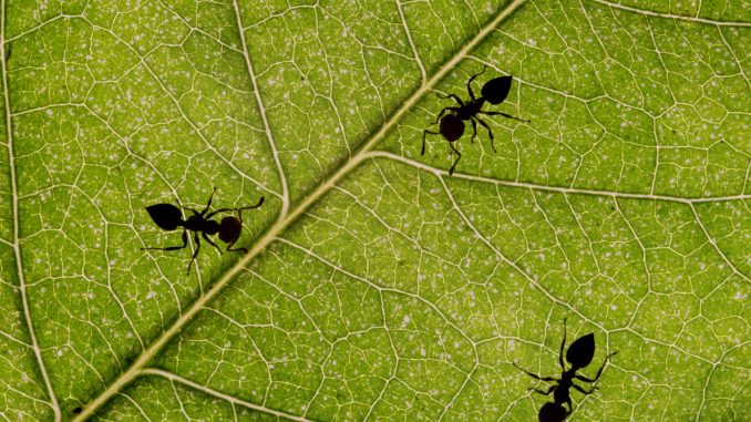Crematogaster su foglia