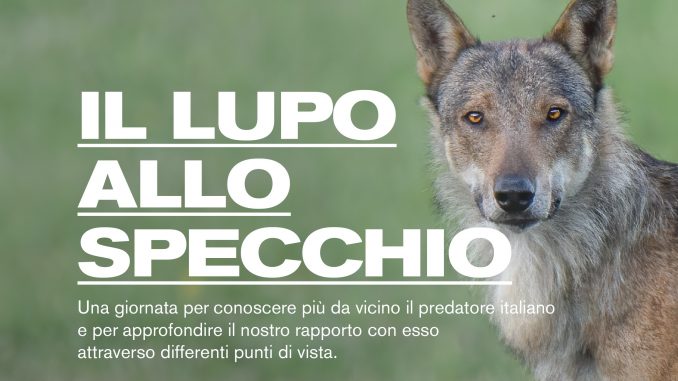 lupo