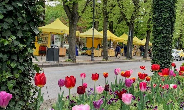 Tulipani