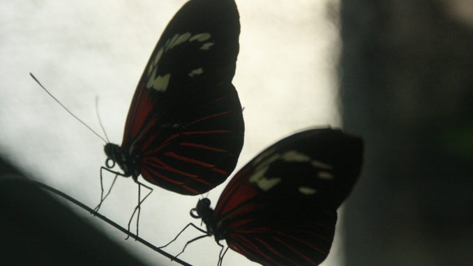 Heliconius