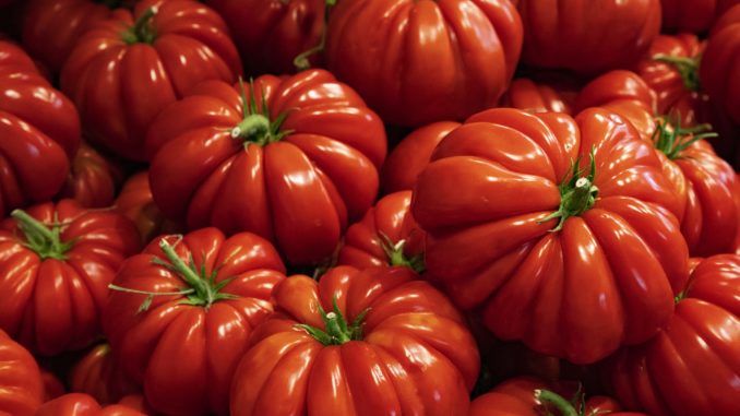 Rural - Pomodoro Riccio mr