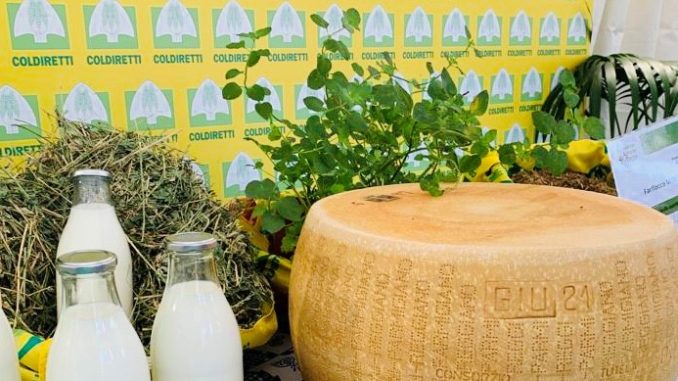 parmigiano