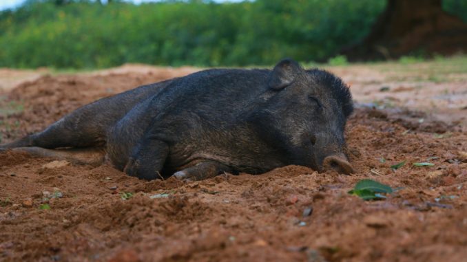 Cinghiale2