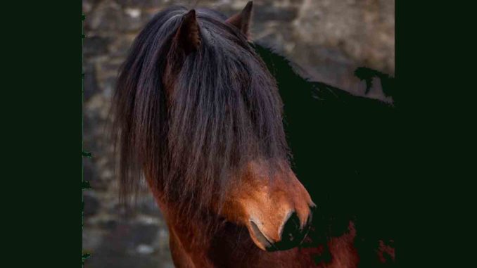 a Bardgiano