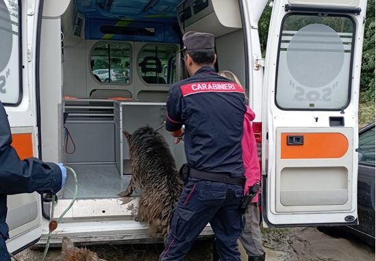 26.06.2024 Traversetolo foto x soccorso cani