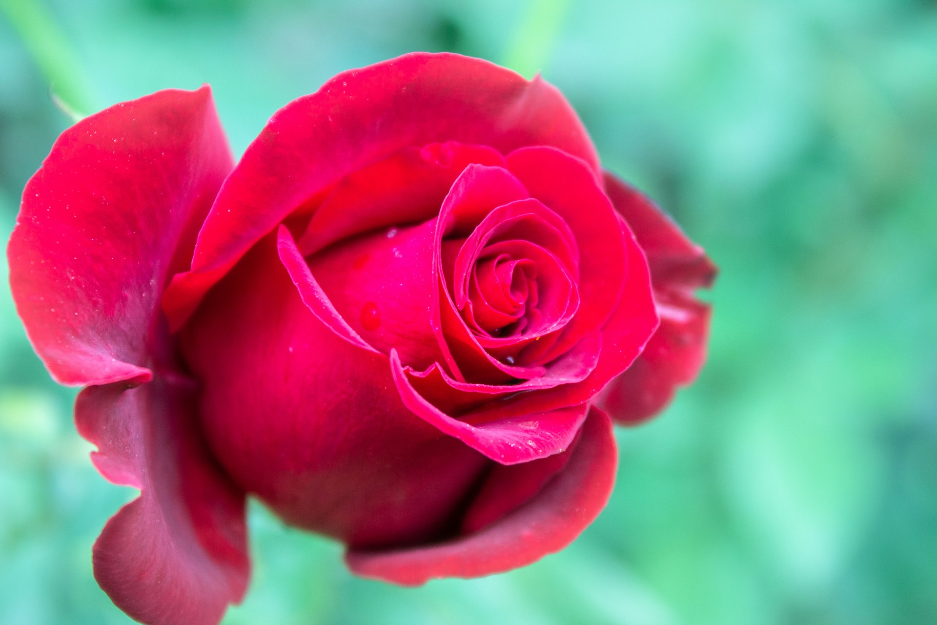rosa