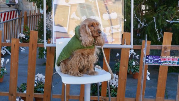 2018 12 10 Paci E Ntale amici cani0965