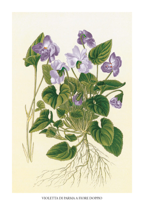 7_Violetta_di_Parma_a_fiore_doppio