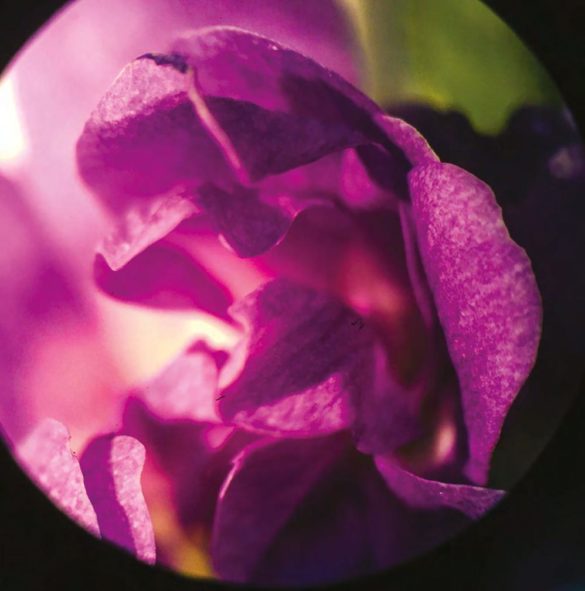 Dettaglio petali_Violetta di Parma