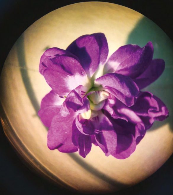 Fiore_Violetta di Parma