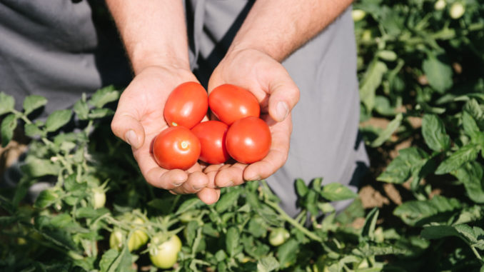 Pomodoro_Raccolta