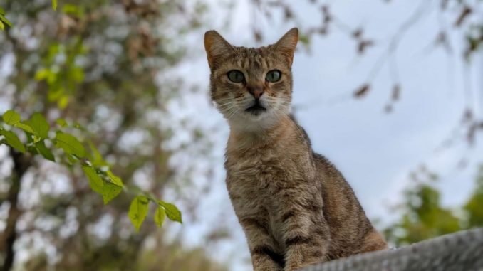 gattimarialuigia