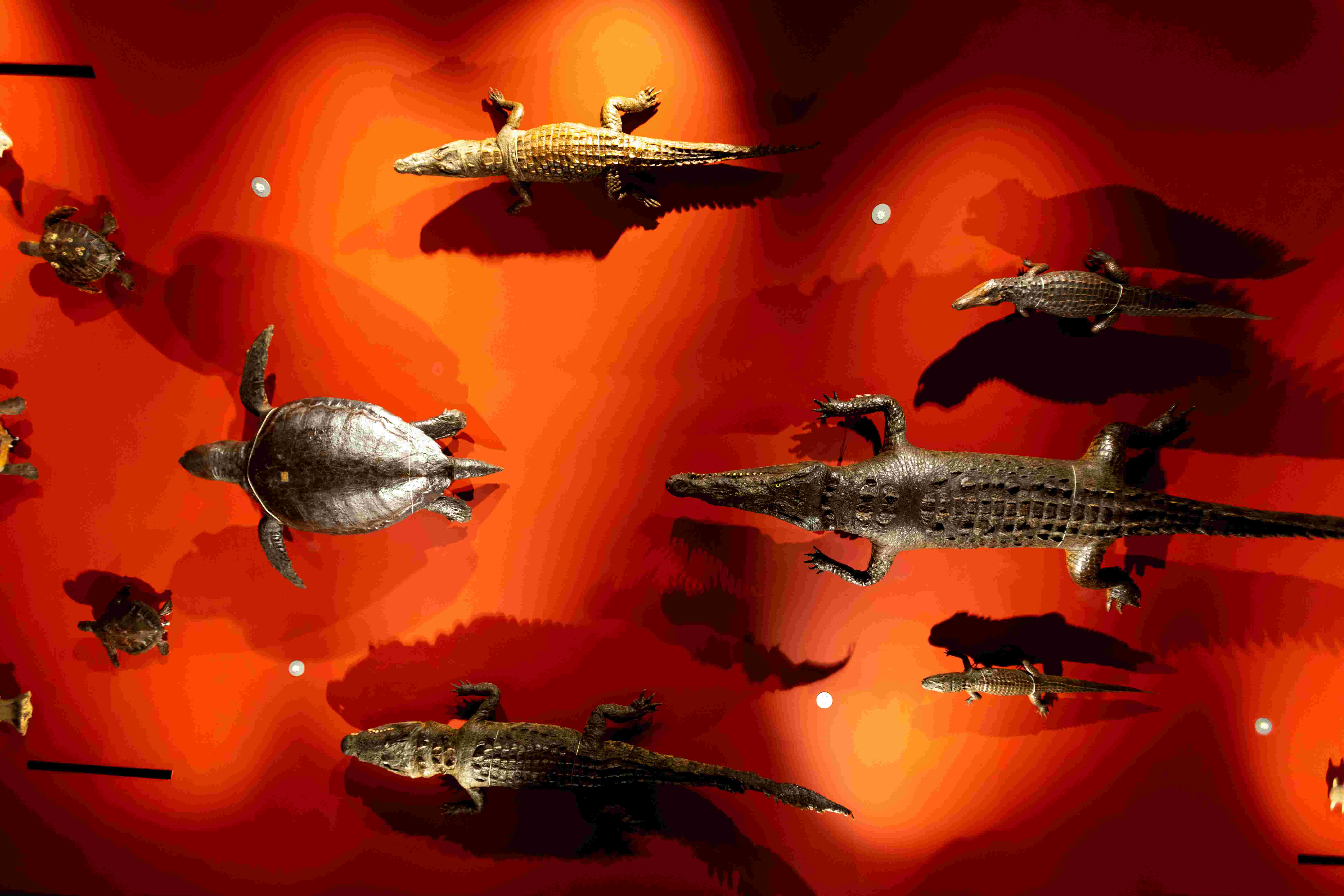 MUST_CoccodrilliTartarughe