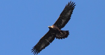 BIG10129.jpg