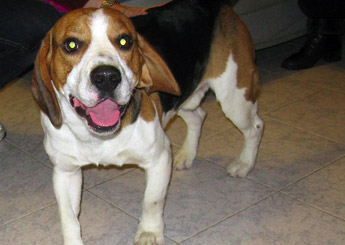 amicicani_345_beagle1.jpg