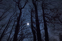 bosco_notte200.jpg