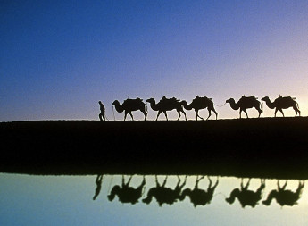 camel.jpg