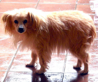 codino-febb.2010.jpg
