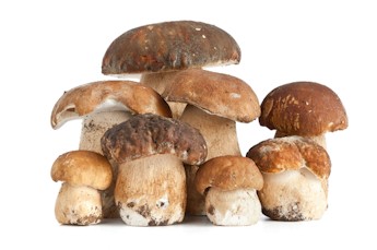 funghi2.jpg