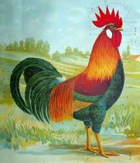 gallo4.jpg
