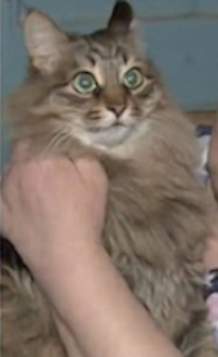 gatta-eroe2.png