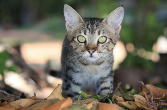 gatto231.jpg