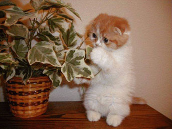 gatto25.jpg