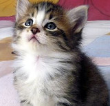 gatto32.jpg