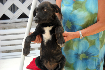 labrador345.jpg